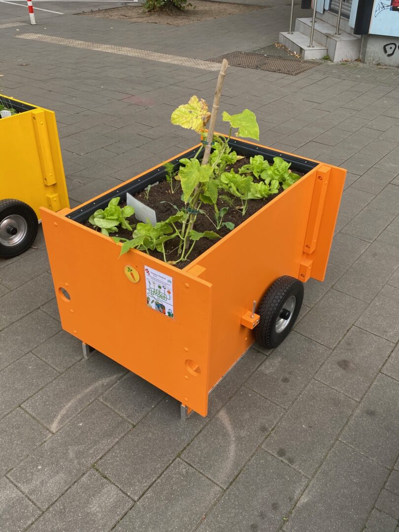 Ein leuchtend orange-farbenes Wandergarten-Holz-Hochbeet mit Salatbepflanzung
Foto: Ania Groß