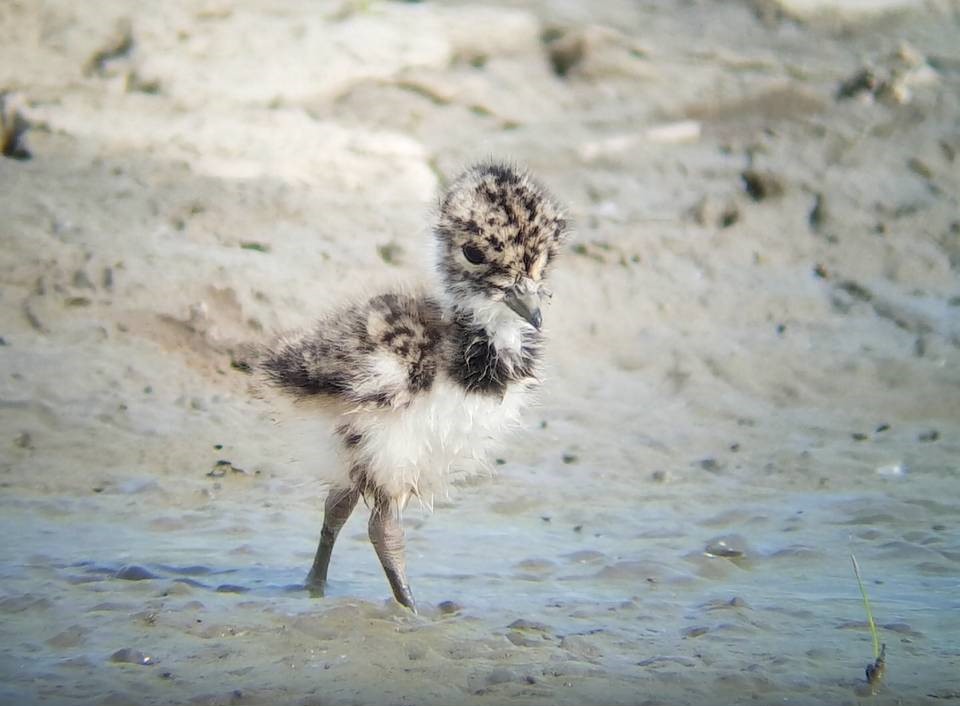 Kiebitz-Führungen im Wilhelmsburger Osten (BUND/NABU)