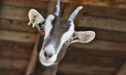 Eine braune Ziege guckt neugierig in die Kamera. Man sieht nur Kopf und Hols. Im Hintergrund eine unscharfe Holzwand. Bild von -Rita-👩🍳 und 📷 mit ❤ auf Pixabay