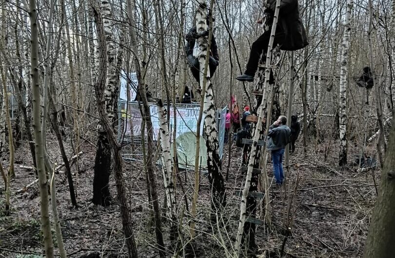 Das war knapp! 800 Quadratmeter Wilder Wald vorerst gerettet