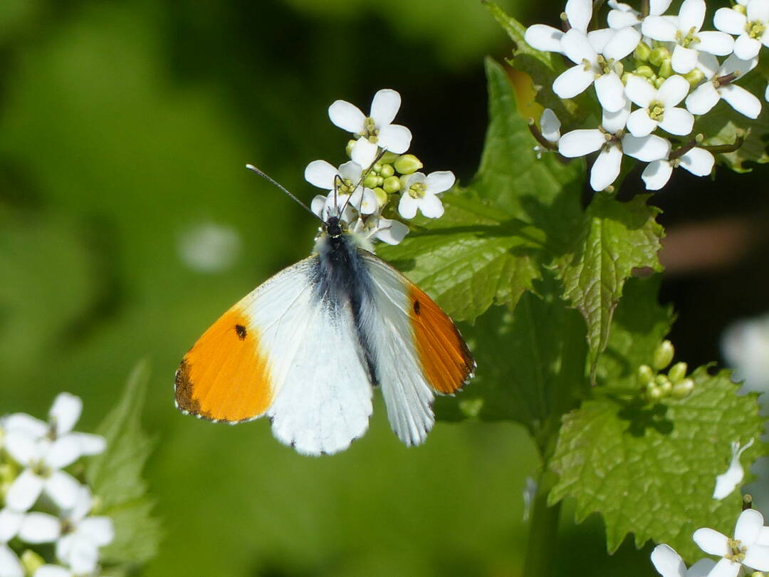 Exkursion: Tagfalter im Wilhelmsburger Inselpark