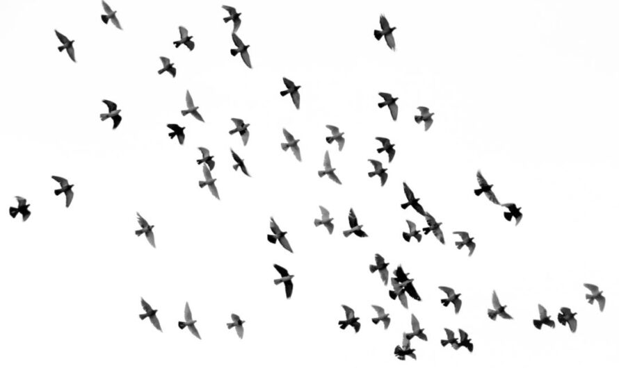 Und die ganze Vogelschar …