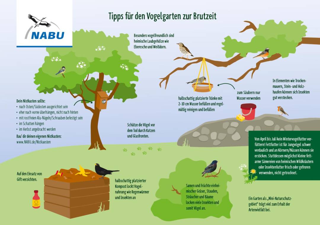 10 Tipps für den Vogelgarten zur Brutzeit. Grafik: NABU