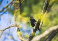 Amsel mit offenem Schnabel in einem Baum. Im Hintergrund maigrün und himmelblau. Bild von alandsmann bei Pixabay