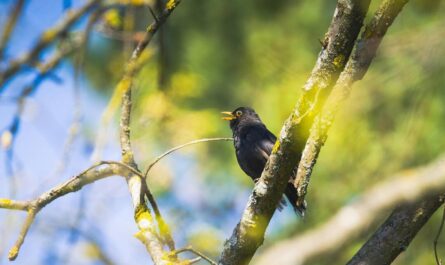 Amsel mit offenem Schnabel in einem Baum. Im Hintergrund maigrün und himmelblau. Bild von alandsmann bei Pixabay