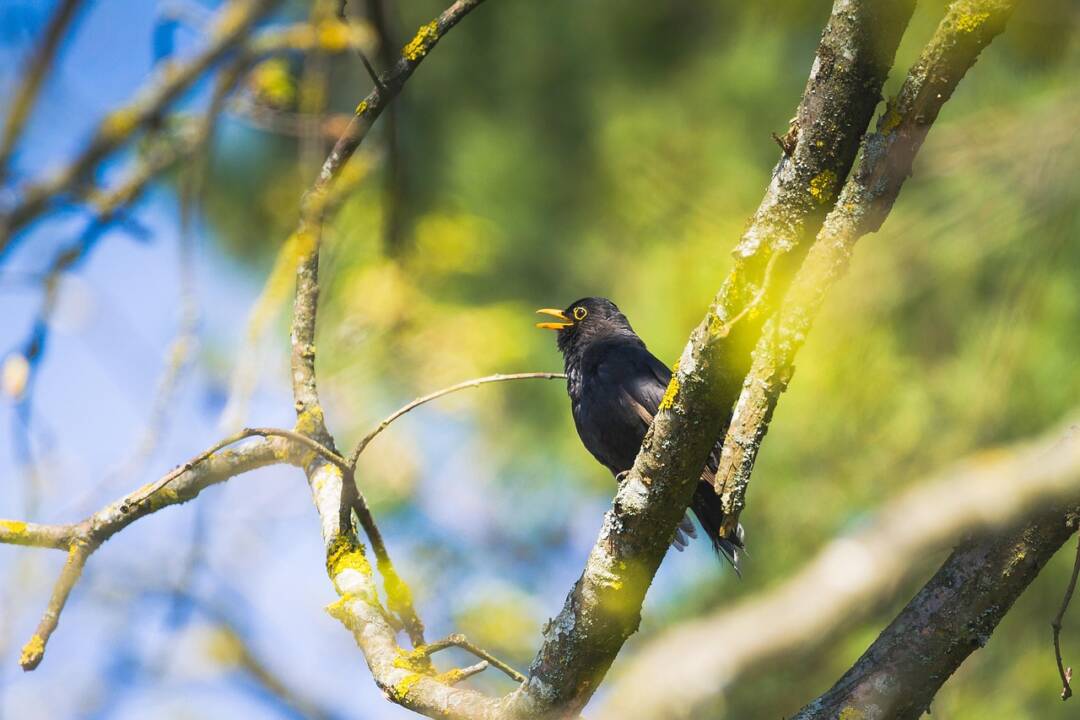 Amsel mit offenem Schnabel in einem Baum. Im Hintergrund maigrün und himmelblau. Bild von alandsmann bei Pixabay