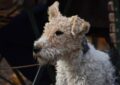 Vor einem dunklen Hintergrund, in dem man angedeutet Biergartenmöbel erkennt, das halbportrait eines Foxterriers. Er guckt links aus den Bild raus. Das zugewandte Ohr ist orgenlich gekippt, das hintere steht hoch (entweder entspricht das nicht den Rassestandards, oder es wird hochgeweht). Das siet sehr süß aus, ob wohl der Gesichtsausdruck auf Menschen eher grimmig wirkt. Bild von Andrea Gibhardt auf Pixabay