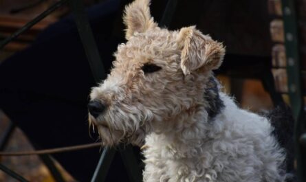 Vor einem dunklen Hintergrund, in dem man angedeutet Biergartenmöbel erkennt, das halbportrait eines Foxterriers. Er guckt links aus den Bild raus. Das zugewandte Ohr ist orgenlich gekippt, das hintere steht hoch (entweder entspricht das nicht den Rassestandards, oder es wird hochgeweht). Das siet sehr süß aus, ob wohl der Gesichtsausdruck auf Menschen eher grimmig wirkt. Bild von Andrea Gibhardt auf Pixabay