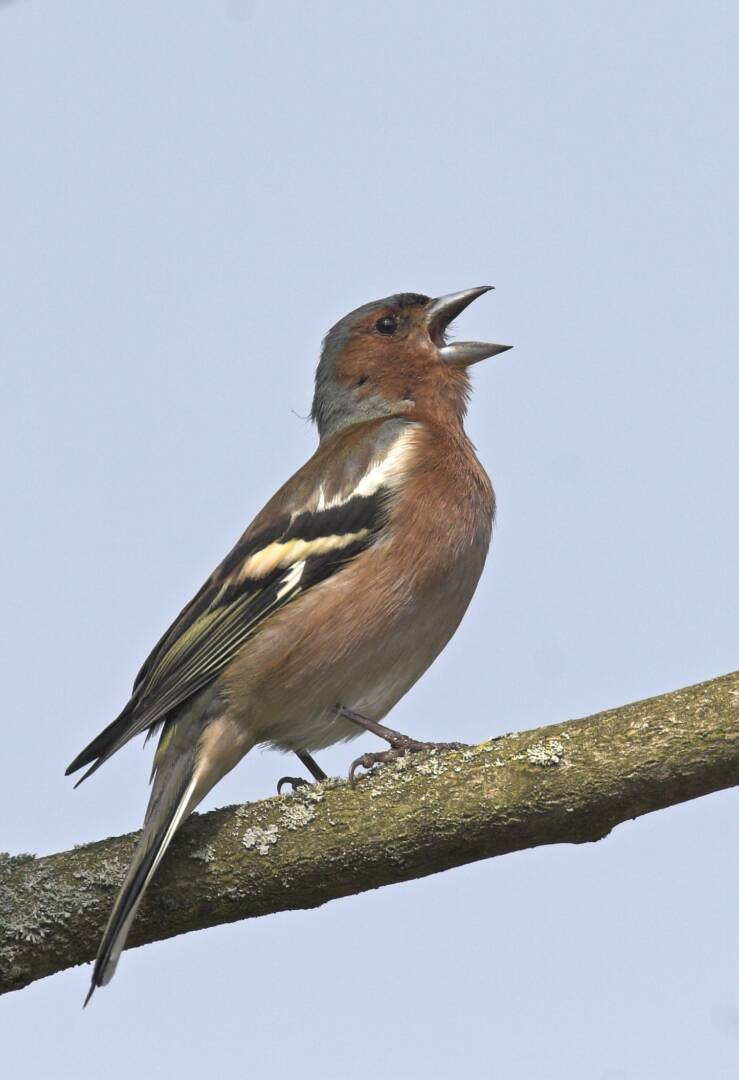 Ein rotbrauner Vogel mit geöffnetem Schnabel sitzt auf einem grünlichen Ast. Der rechte Flügel ist schwarz und weiß quer gestreift.