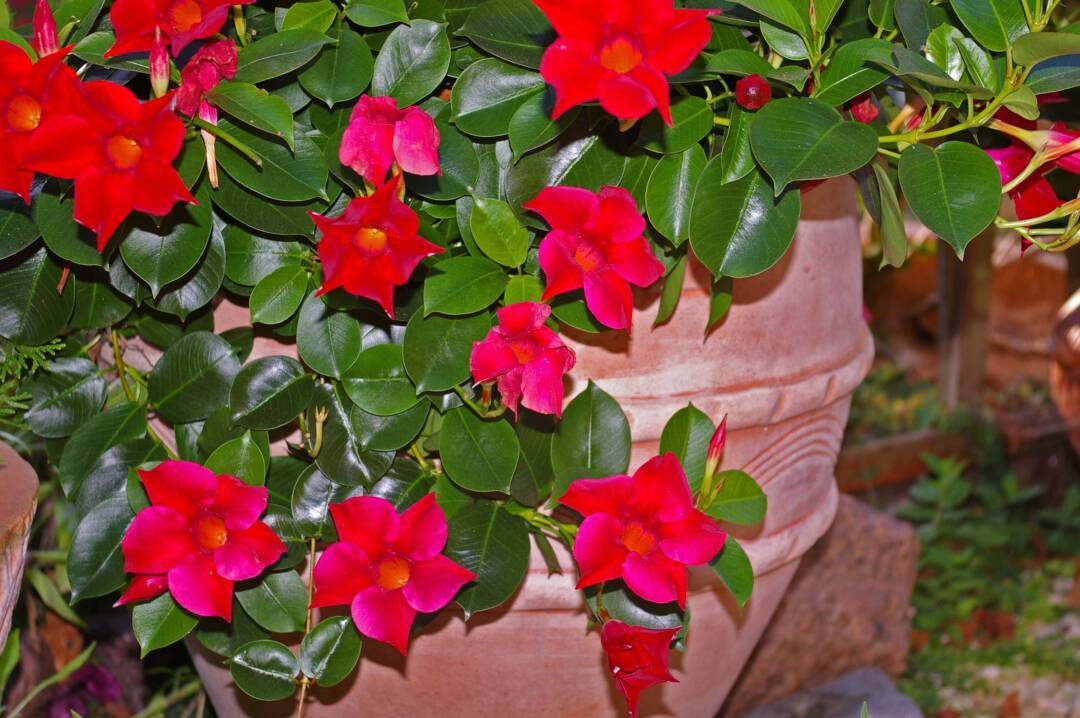 Eine Pfanze mit dicken grünen Blättern und vielen roten Blüten in einem Terrakottatopf.