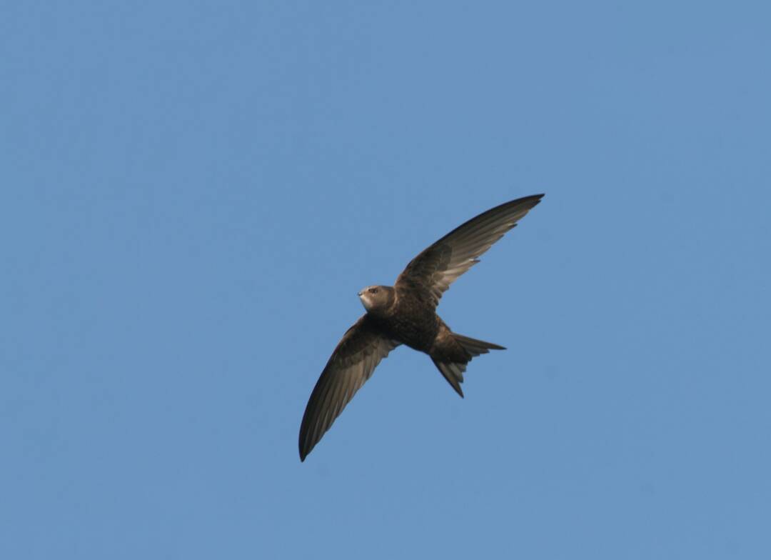Vor einem sattblauen Himmel fliegt ein Vogel mit ausgebreiteten Flügeln.
