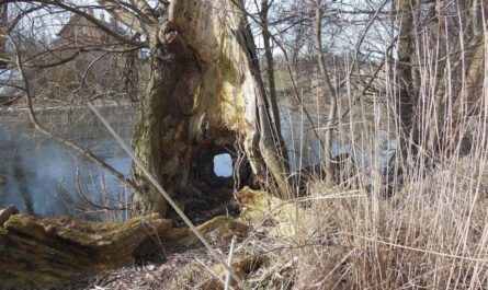 Am Fluss: ein alter ausgehöhlter Baum, Umgestürzte, teilverrottete Bäume, trockenes Schilf. Bild von Susbany auf Pixabay