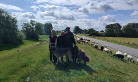Auf dem grünen Deich eine Familien mit Hunden und rechts hiner dem Deich viele Schafe.