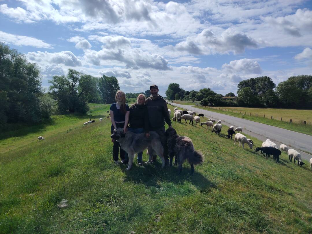 Auf dem grünen Deich eine Familien mit Hunden und rechts hiner dem Deich viele Schafe.
