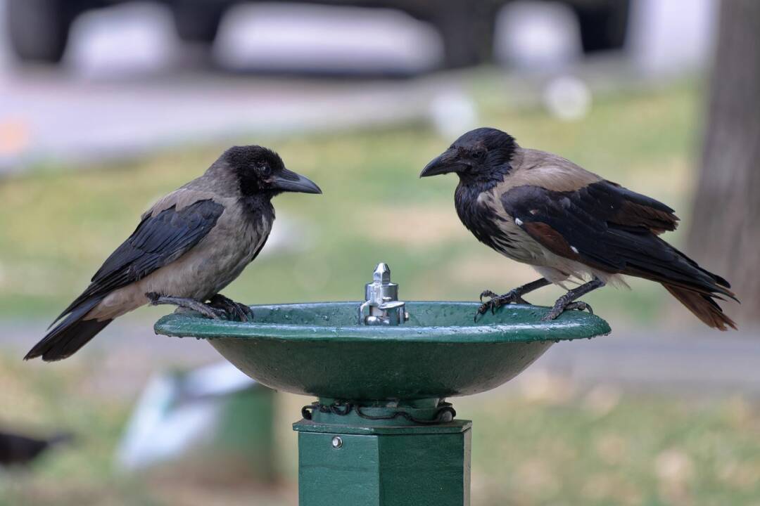 Zwei Krähen sitzen auf dem Beckenrand eines öffentlichen Brunnens Foto: Bild von Mircea Iancu auf Pixabay