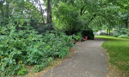 Ein Weg durch eine Parkanlage. Links Büsche, rechts eine Wiese. Darüber alte Bäume. Links am Weg stehen drei Bänke, und eine Mülltonne.