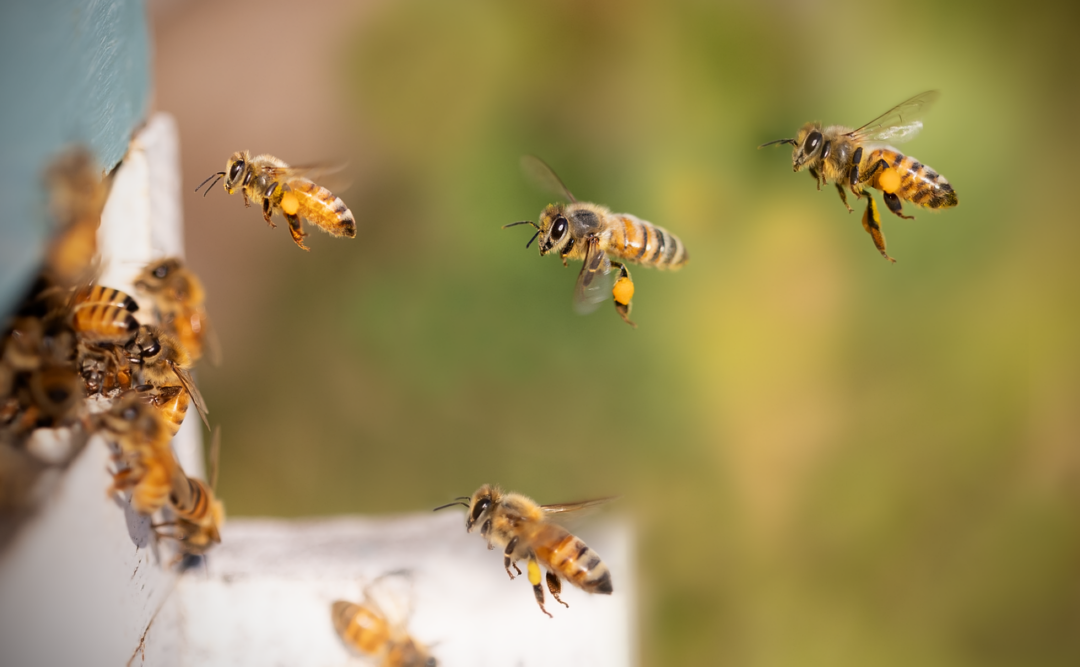 Stadtmodell-Kreativgarten: Besuch bei den Bienen