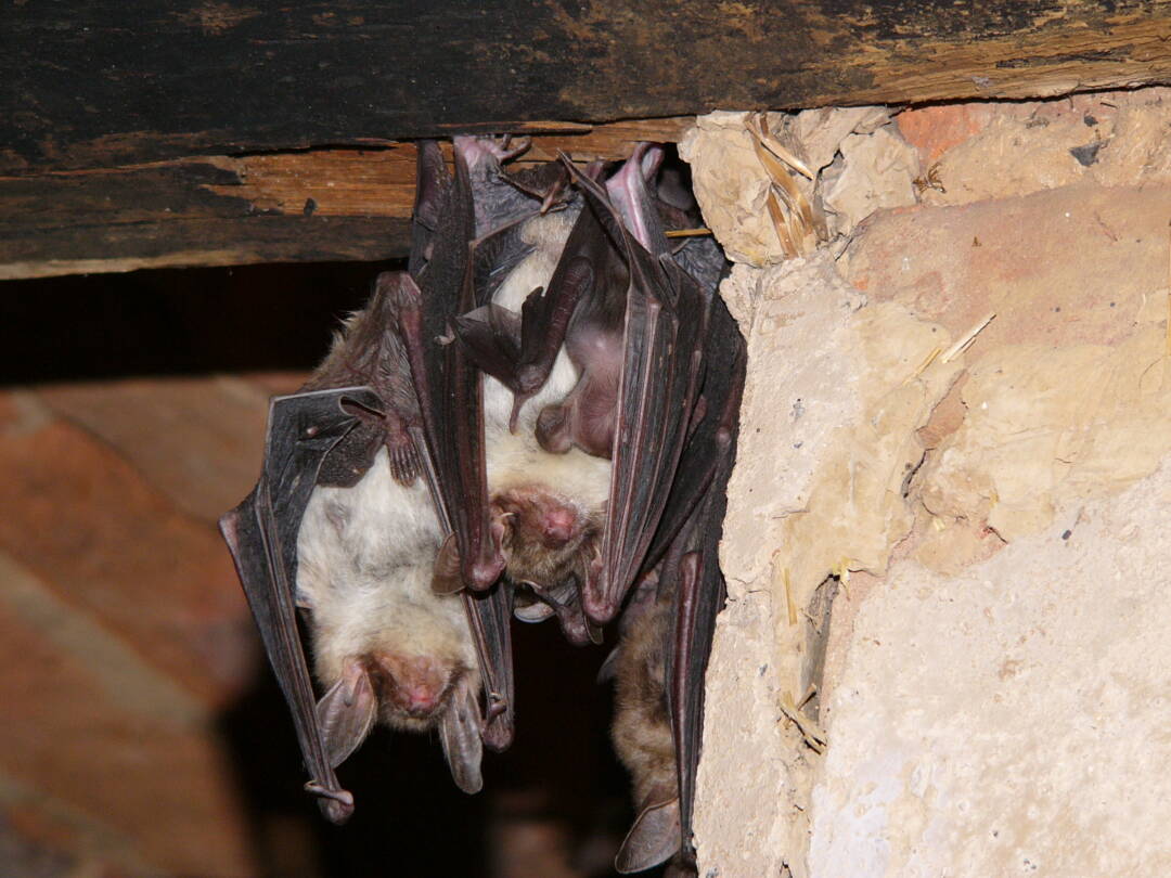 Zu erkennen sind drei große Fledermäuse mit der großen Ohren, die in einem Steingewölbe hängen. An der Brust der einen Fledermaus saugt wohl ein Jungtier.