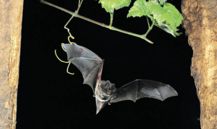 Angestrahlt durch einen Blitz, fliegt eine Fledermaus zwischen zwei Holzbalken auf den Betrachter zu. Darüber eine Weinranke.