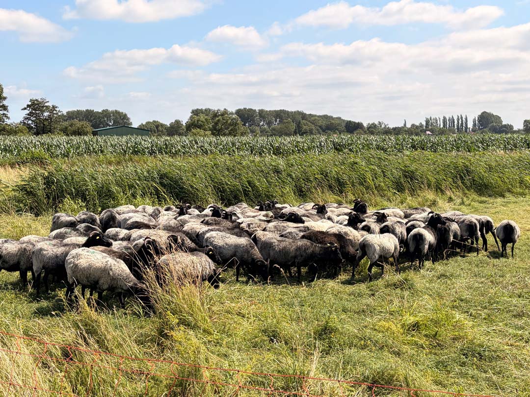 Begrenzt von einem dünnen Elektrozaun sieht man im Vordergrund eine ca. 30köpfige Heidschnuckenherde, sie sind grau und haben schwarze Köpfe. Dahinter ein Streifen Schilf und dahinter ein Maisfeld. Am Horizont der grüne Schafsstall und Bäume unter blauem Himmel mit Wolken. Foto: Chris Meyer