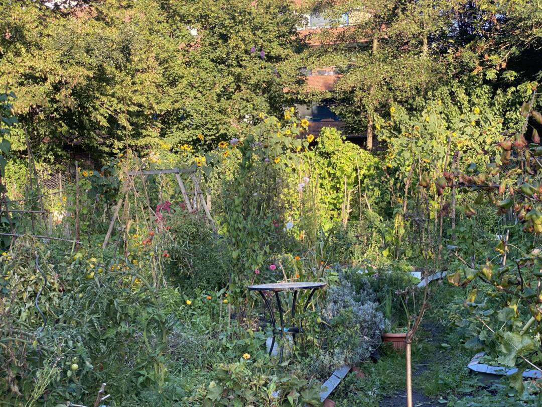 Blick über die Beete und Wege des Interkulturellen Gartens. Alle Pflanzen wuchern, dazwischen blüht es in rosa und gelb, ein Tischchen steht in der Mitte, ebenso ein Blumentopf. Spätsommerliches Chaos, sonnenbeschienen.