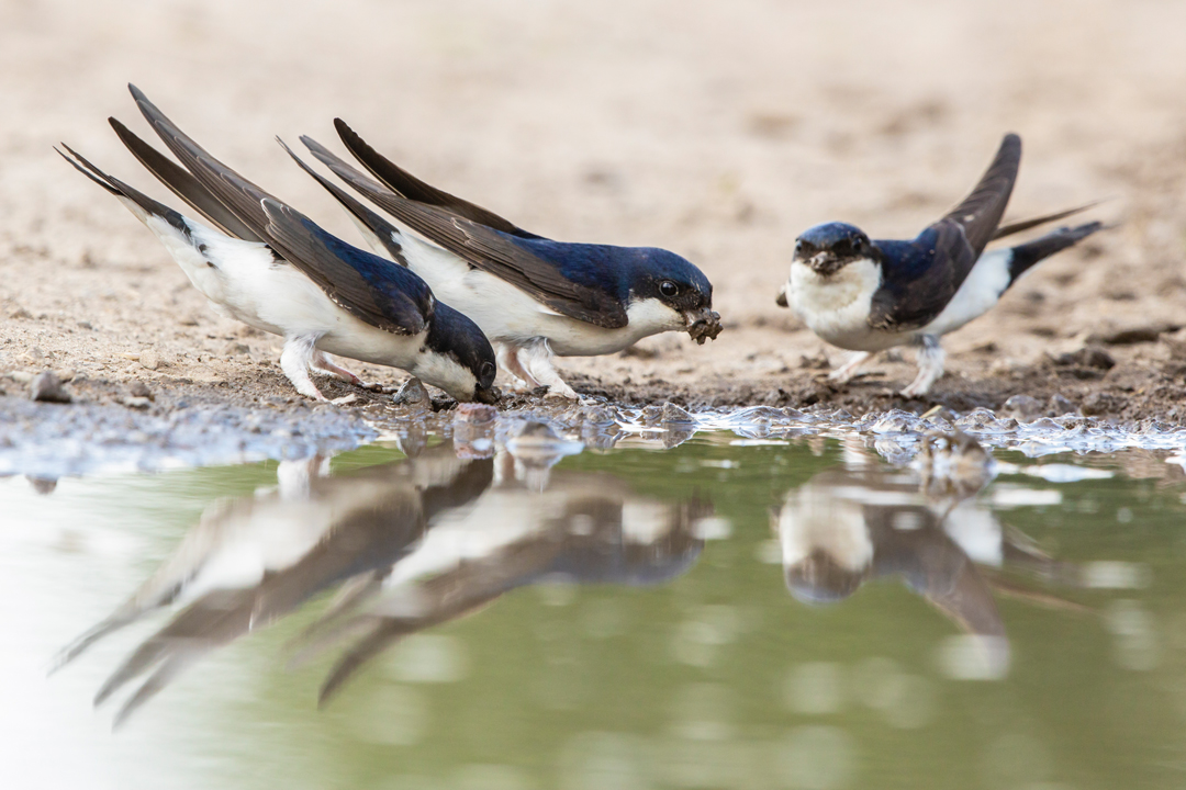 drei Mehlschwalben am Rand einer Pfütze. Eine hat ein Lehmbröckchen im Schnabel. Die drei Vögel spiegeln sich im Wasser.